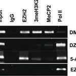 Merck Anti-MeCP2 Antibody