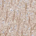 Merck Anti-MOG antibody produced in rabbit
