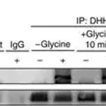 Merck Anti-ZDHHC5 antibody produced in rabbit
