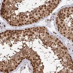 Merck Anti-XPO1 antibody produced in rabbit
