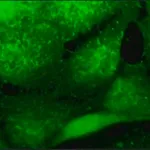 Merck Anti-Aurora B antibody produced in rabbit