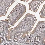 Merck Anti-GUCY2C antibody produced in rabbit
