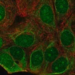 Merck Anti-C7orf26 antibody produced in rabbit