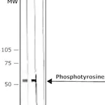 Merck Anti-Phosphotyrosine antibody, Mouse monoclonal