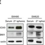 Merck Anti-Bmi-1 Antibody, clone F6