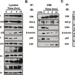 Merck Monoclonal Anti-PSF antibody produced in mouse