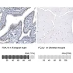 Merck Monoclonal Anti-FOXJ1 antibody produced in mouse