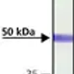 Merck Anti-CaM Kinase IIα (CaMKIIα) antibody produced in rabbit