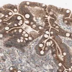 Merck Anti-PTGER4 antibody produced in rabbit