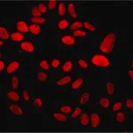 Merck Anti-MDC1 antibody, Mouse monoclonal