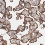 Merck Anti-GPER1 antibody produced in rabbit