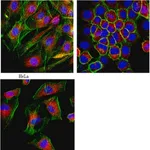 Merck Anti-LAMP-1 (CD107a) Antibody