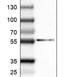 Merck Monoclonal Anti-GSPT1 antibody produced in mouse