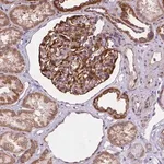 Merck Anti-CYYR1 antibody produced in rabbit