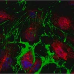 Merck Anti-PPAR-gamma Antibody