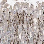 Merck Anti-CECR1 antibody produced in rabbit