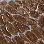 Merck Anti-SLC16A3 antibody produced in rabbit