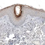 Merck Anti-HRNR antibody produced in rabbit