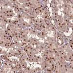 Merck Anti-CEP83 antibody produced in rabbit