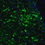 Merck Monoclonal Anti-TPH2 antibody produced in mouse