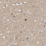 Merck Anti-NEGR1 antibody produced in rabbit
