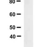 Merck Anti-ABCA4 Antibody, clone 5B4