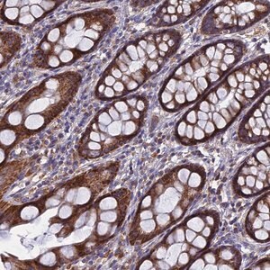 Merck Anti-TGFA antibody produced in rabbit