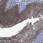 Merck Anti-SEMA4B antibody produced in rabbit