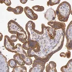 Merck Anti-AMOTL1 antibody produced in rabbit
