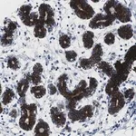 Merck Anti-STK3 antibody produced in rabbit