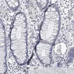 Merck Anti-IL33 antibody produced in rabbit
