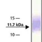 Merck Anti-Thioredoxin antibody produced in rabbit