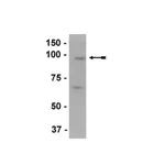 Merck Anti-EZH2 Antibody
