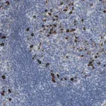 Merck Anti-IFNAR1 antibody produced in rabbit
