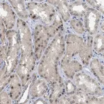 Merck Anti-NUP93 antibody produced in rabbit