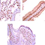 Merck Anti-Na+/K+ ATPase α-1 Antibody