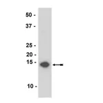 Merck Anti-α-Synuclein Antibody, clone Syn211