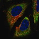 Merck Anti-FAM134B antibody produced in rabbit