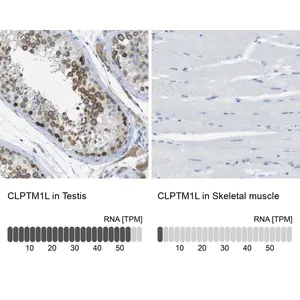 Merck Anti-CLPTM1L antibody produced in rabbit