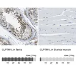 Merck Anti-CLPTM1L antibody produced in rabbit
