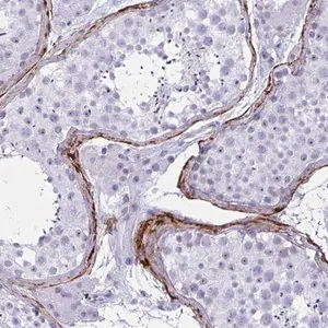Merck Anti-ELN antibody produced in rabbit