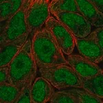 Merck Anti-OASL antibody produced in rabbit