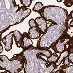 Merck Anti-ALPP antibody produced in rabbit