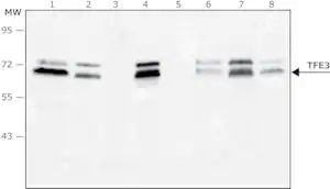 Merck Anti-TFE3 antibody, Mouse monoclonal