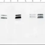 Merck Anti-TFE3 antibody, Mouse monoclonal