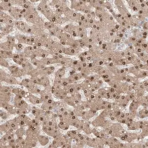 Merck Anti-KDM1B antibody produced in rabbit
