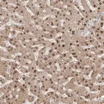 Merck Anti-KDM1B antibody produced in rabbit