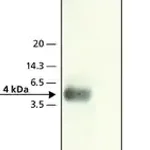 Merck Anti-β-Amyloid (22-35) antibody produced in rabbit