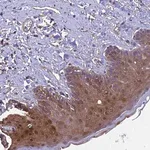 Merck Anti-CALM1 antibody produced in rabbit
