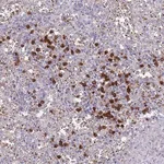 Merck Anti-TMEM251 antibody produced in rabbit